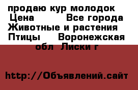продаю кур молодок. › Цена ­ 320 - Все города Животные и растения » Птицы   . Воронежская обл.,Лиски г.